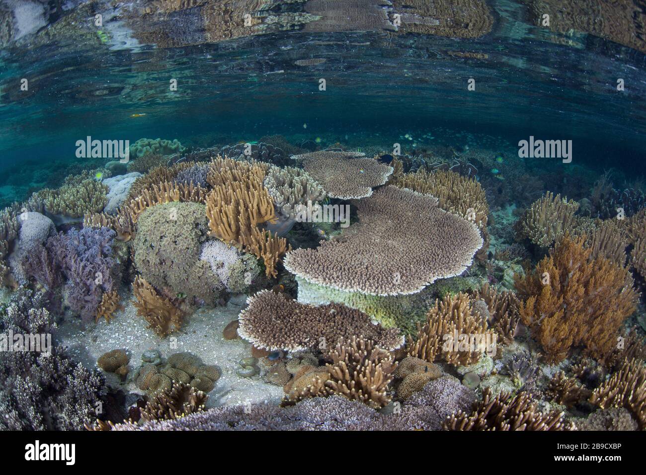 Inmitten der tropischen Inseln von Raja Ampat, Indonesien, wächst ein wunderschönes Korallenriffe. Stockfoto