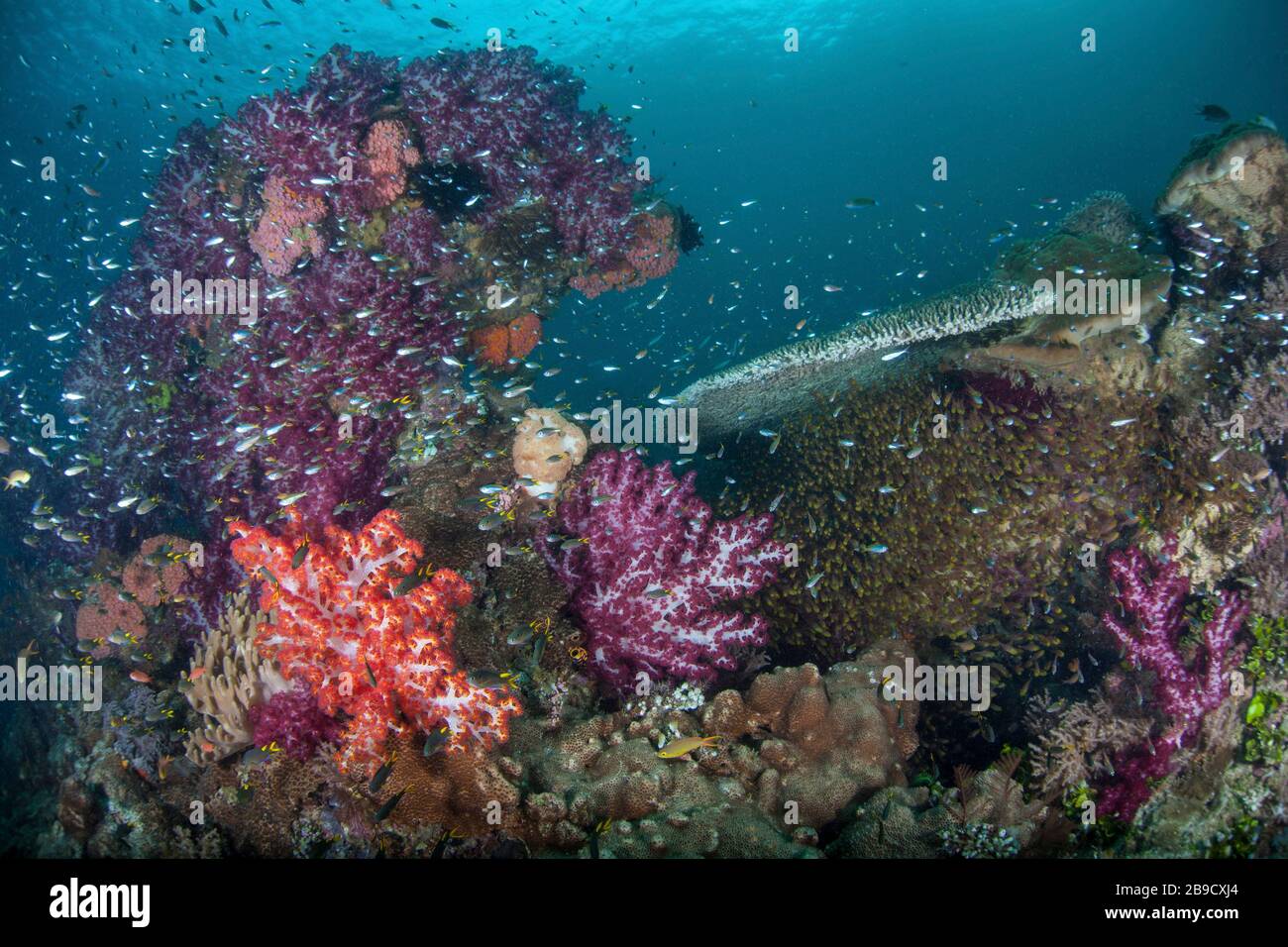 Inmitten der tropischen Inseln von Raja Ampat, Indonesien, wächst ein gesundes, lebendiges Korallenriffe. Stockfoto