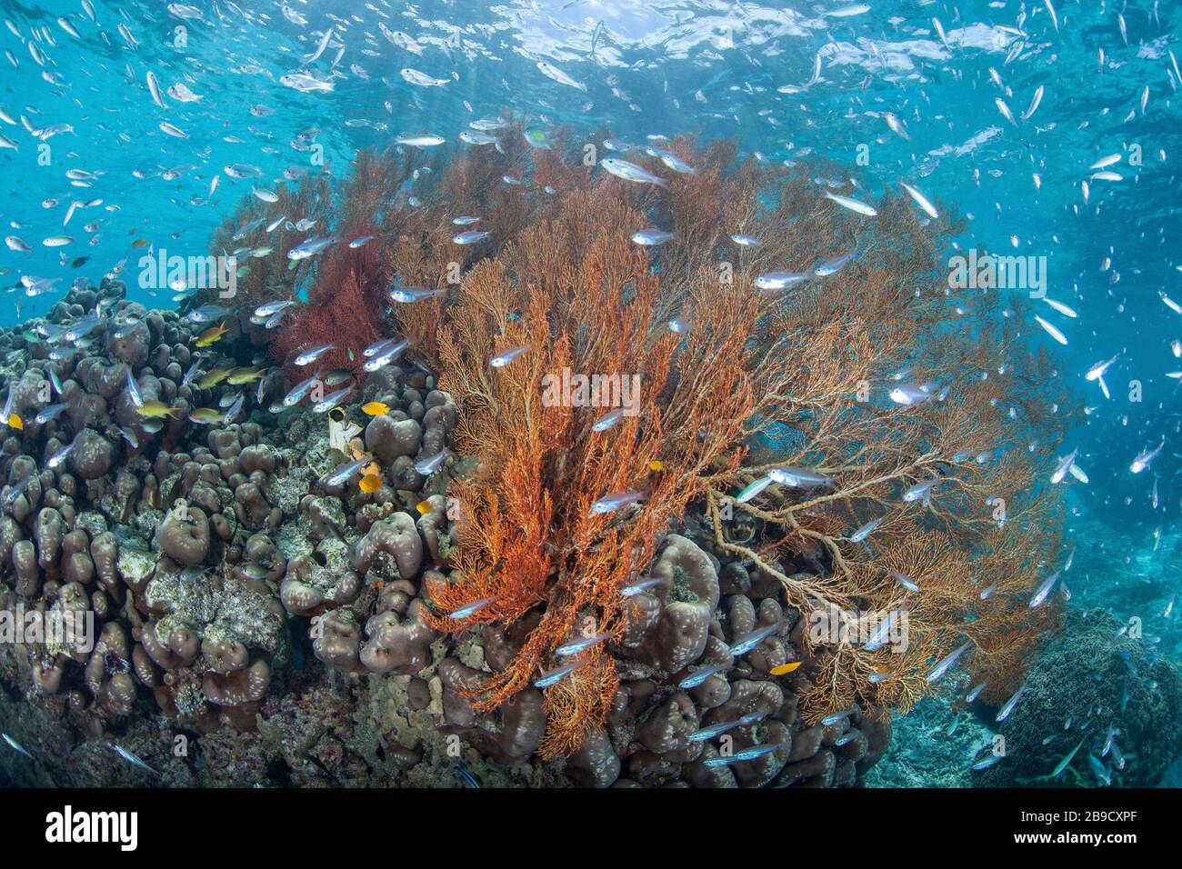 Cardinalfish-Schule um eine bunte Korallenbommie, die auf einem Riff wächst. Stockfoto