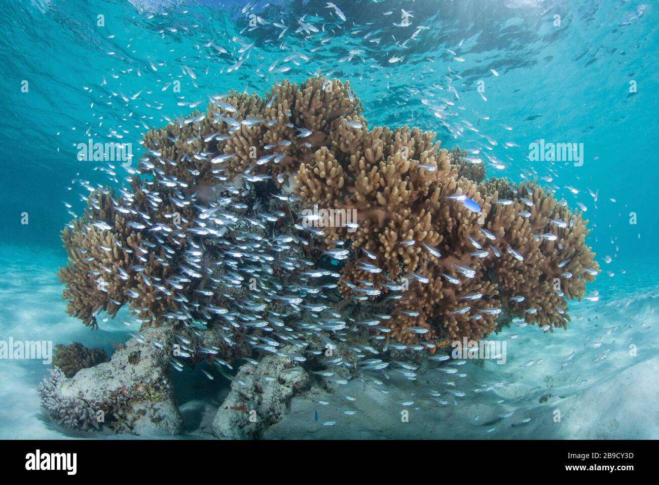 Cardinalfish-Schule um eine bunte Korallenbommie, die auf einem Riff wächst. Stockfoto