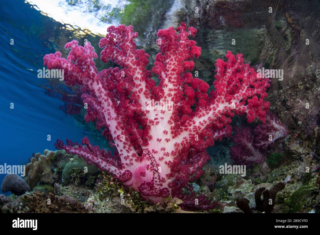 Eine bunte, weiche Koralle schmückt ein wunderschönes Korallenriffe in Raja Ampat, Indonesien. Stockfoto