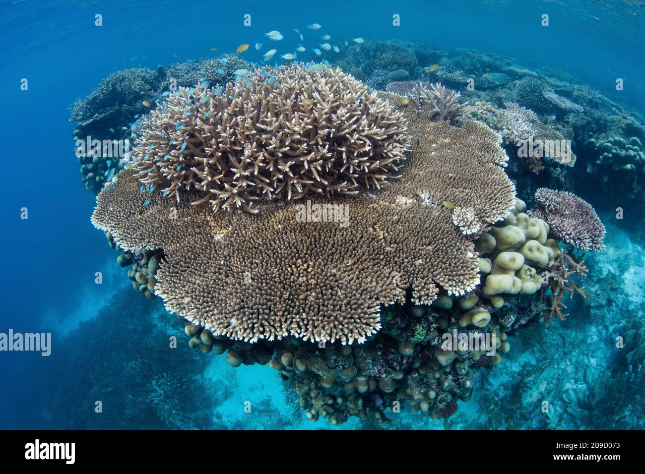 Inmitten der tropischen Inseln von Raja Ampat, Indonesien, wächst ein wunderschönes Korallenriffe. Stockfoto