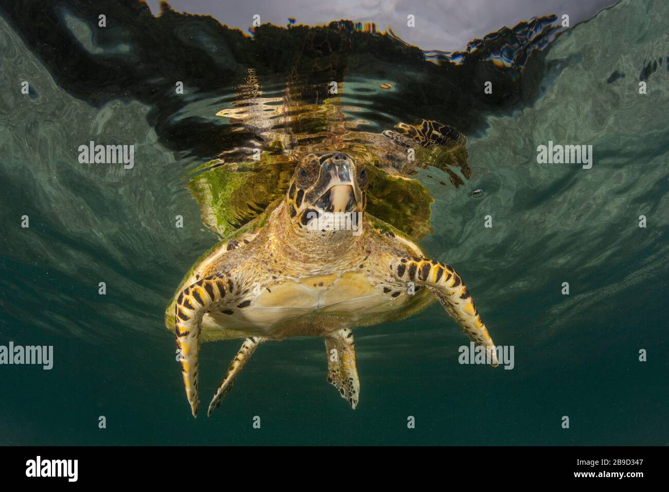 Eine Weißbauch-Meeresschildkröte, Eretmochelys imbricata, atmet auf. Stockfoto