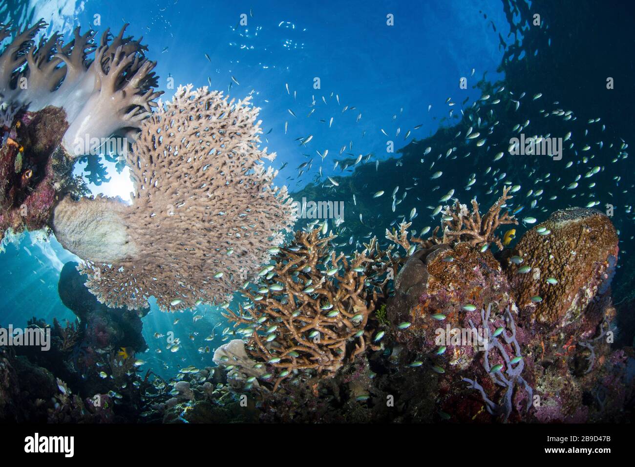 Wunderschöne Korallen und Rifffische kommen inmitten der tropischen Inseln von Raja Ampat, Indonesien, vor. Stockfoto