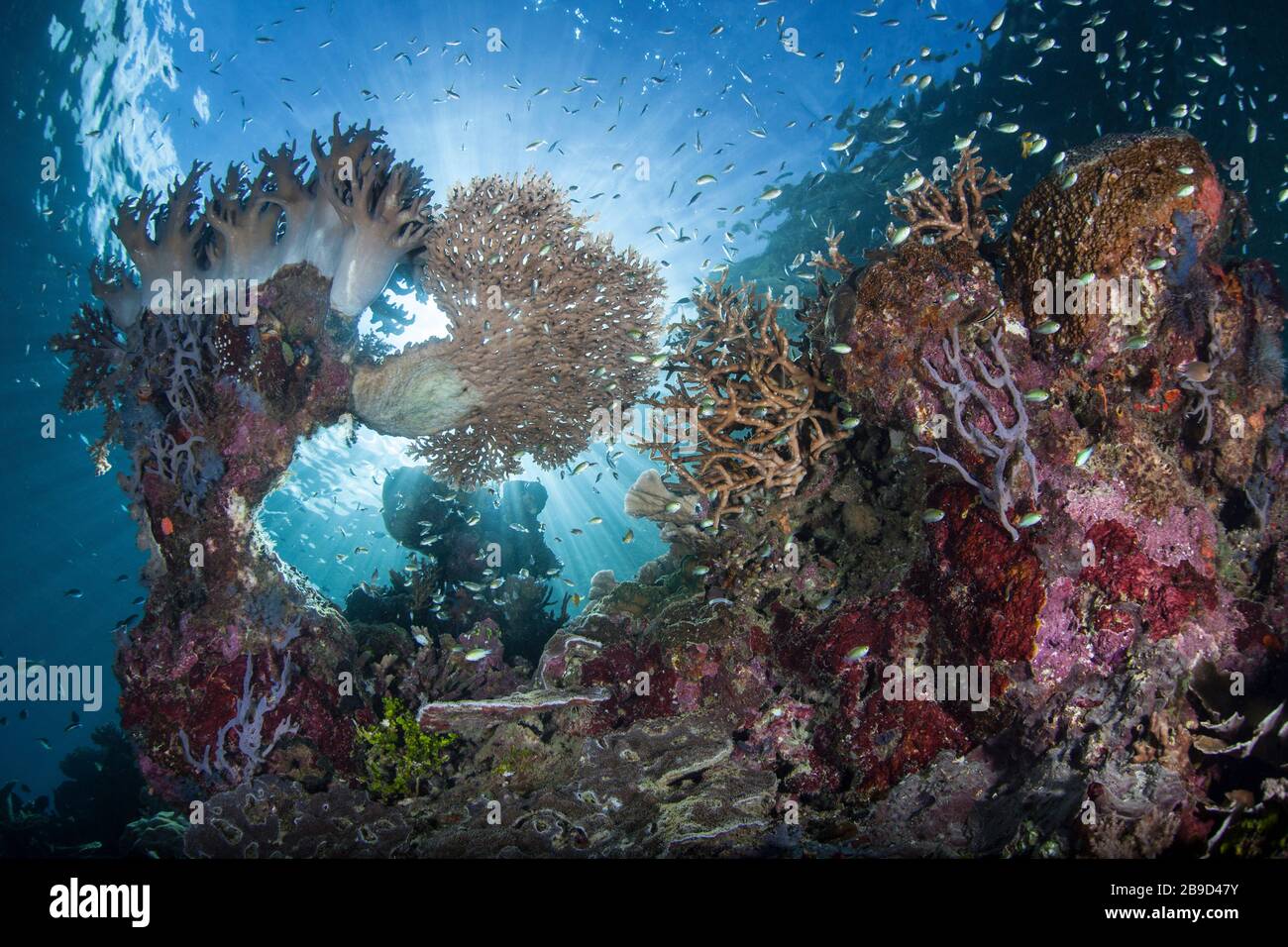 Wunderschöne Korallen und Rifffische kommen inmitten der tropischen Inseln von Raja Ampat, Indonesien, vor. Stockfoto