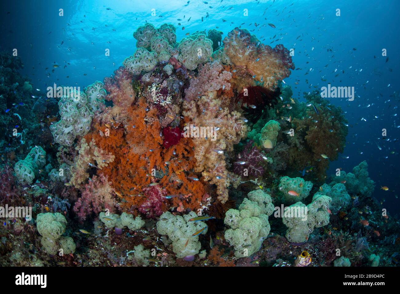 Inmitten der tropischen Inseln von Raja Ampat, Indonesien, wächst ein buntes Korallenriffe. Stockfoto