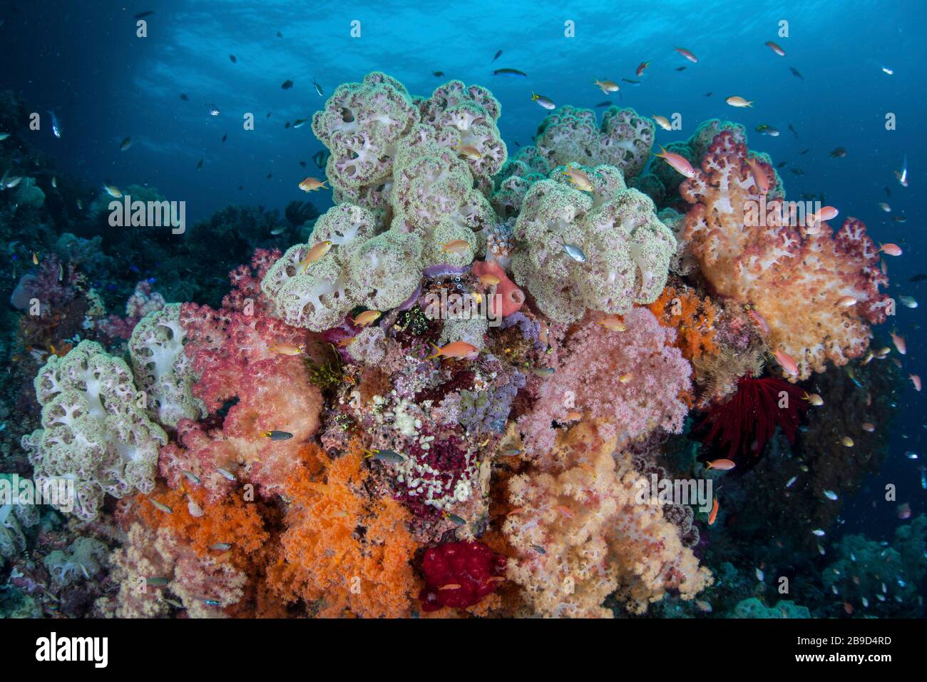 Inmitten der tropischen Inseln von Raja Ampat, Indonesien, wächst ein buntes Korallenriffe. Stockfoto