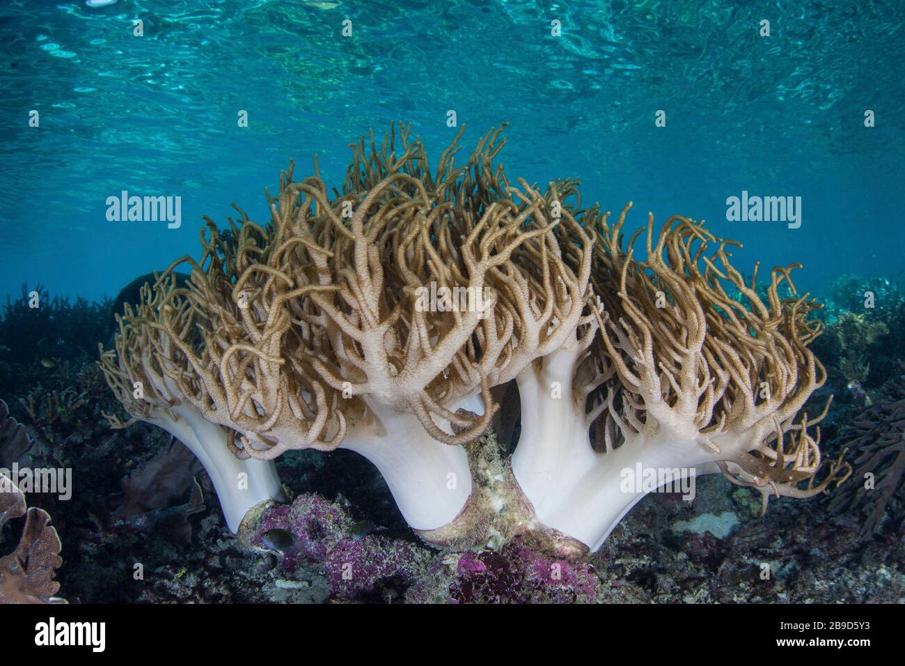 Inmitten der tropischen Inseln von Raja Ampat, Indonesien, wächst eine sinuöse, weiche Koralle. Stockfoto