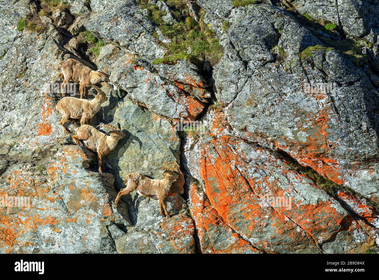 Alpine Ibex - Capra Ibex, schöne Großsäuger aus europäischen Alpen, den höchsten europäischen Bergen, Österreich. Stockfoto