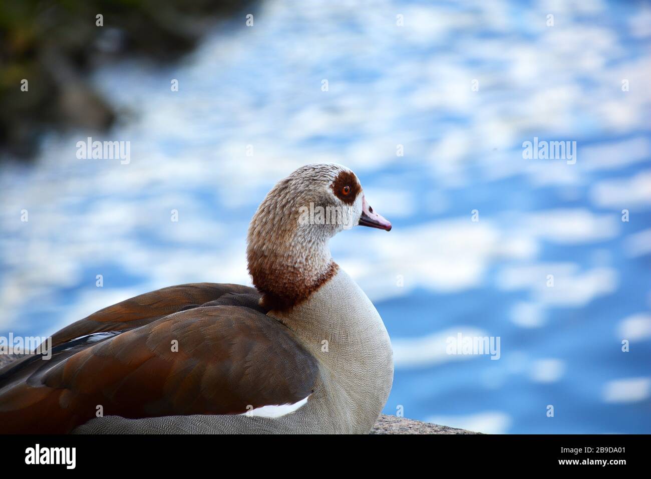 Nahaufnahme des Kopfes der kanadischen Gans, der auf dem Dock mit blauem Wasser ruht, das im Hintergrund I glitzern kann Stockfoto