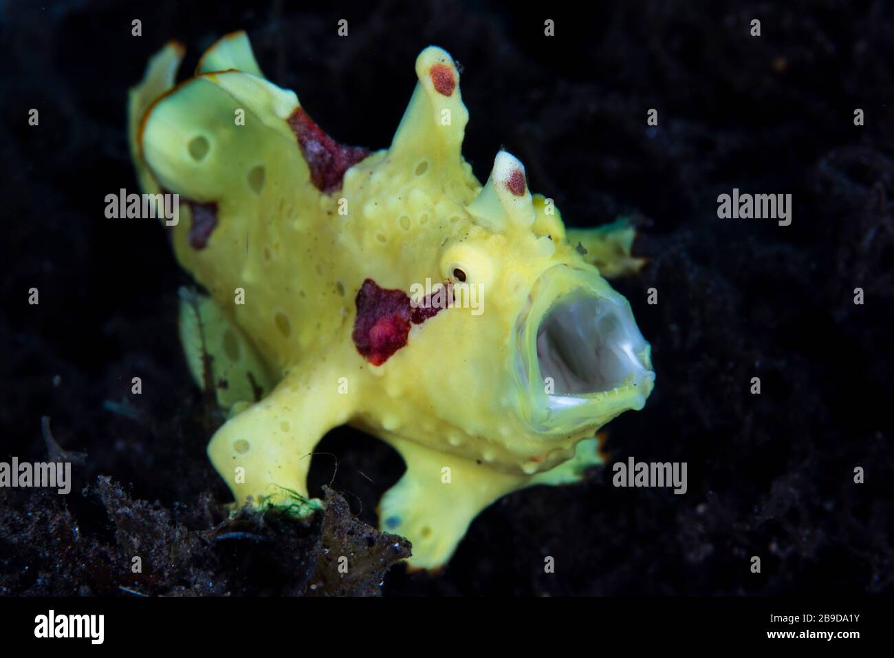 Ein bunter warziger Frogfisch, Antennarius maculatus, jähnt, während er auf Beute wartet. Stockfoto