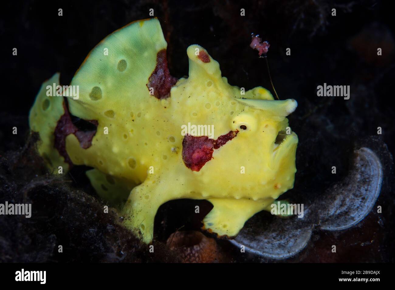 Ein bunter warziger Frogfisch, Antenarius maculatus, während er darauf wartet, dass Beute in der Nähe schwimmt. Stockfoto