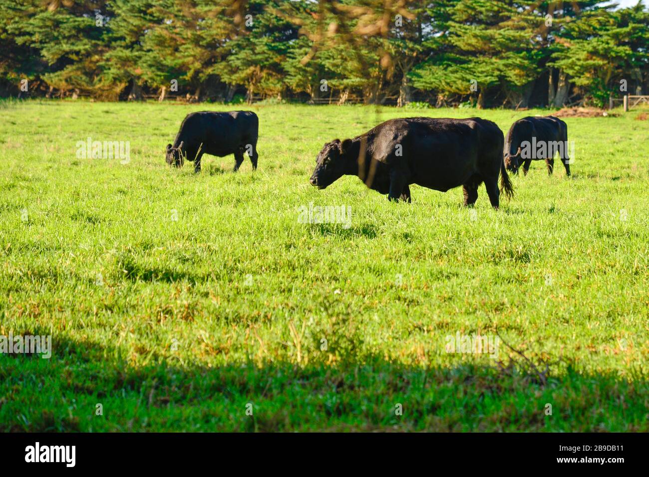Angus Rinder Kühe grasen in Green Field in Sun Stockfoto