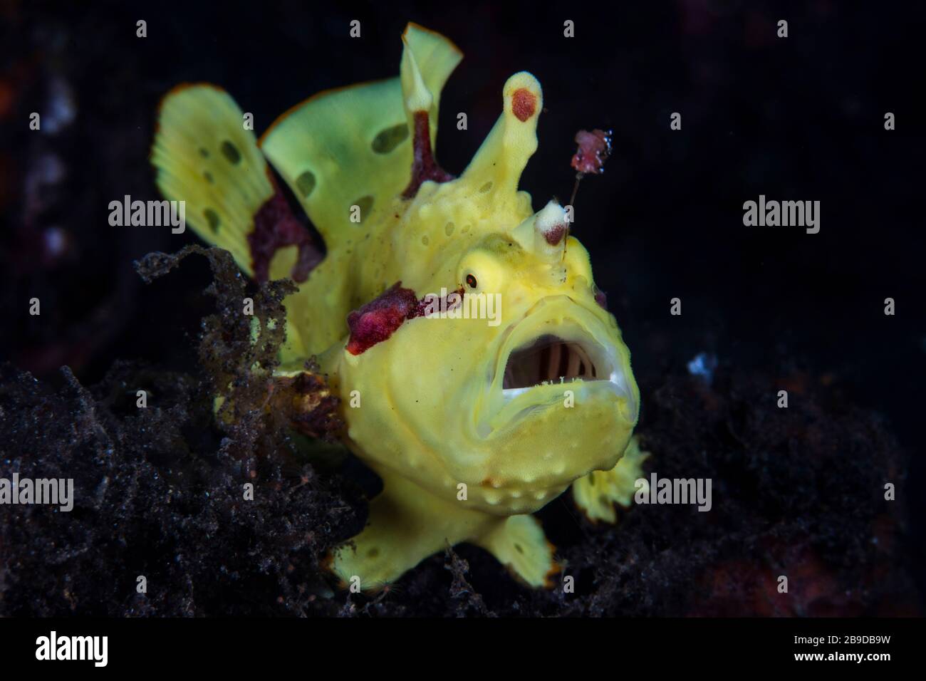 Ein bunter warziger Frogfisch, Antennarius maculatus, jähnt, während er auf Beute wartet. Stockfoto