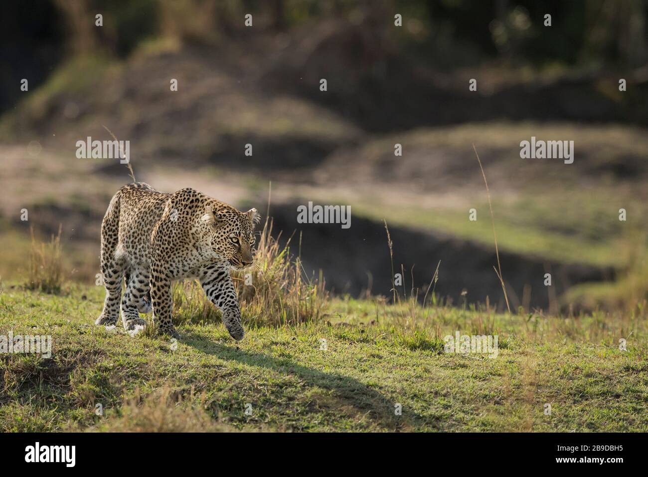 Das Bild des Leoparden (Panthera pardus), auf dem Überfall, Kenia, Masai Mara National Park - Stockfoto