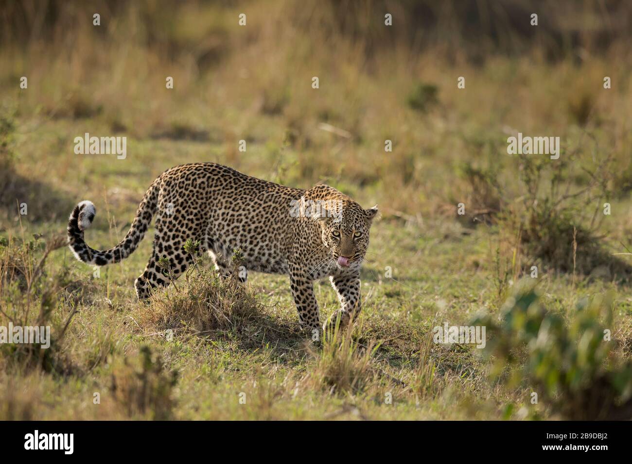 Das Bild des Leoparden (Panthera pardus), auf dem Überfall, Kenia, Masai Mara National Park - Stockfoto