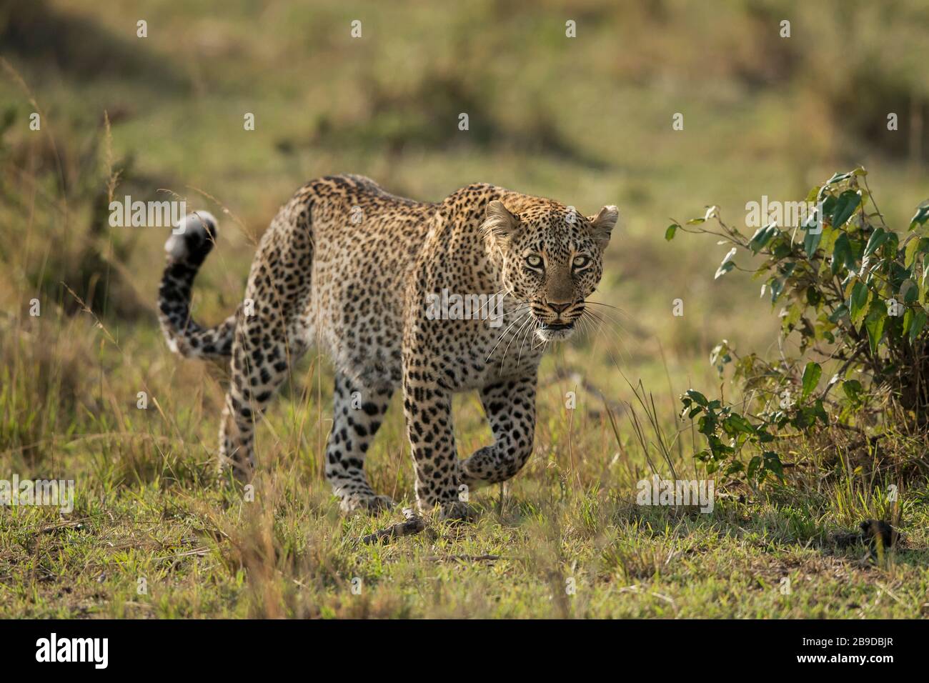 Das Bild des Leoparden (Panthera pardus), auf dem Überfall, Kenia, Masai Mara National Park - Stockfoto