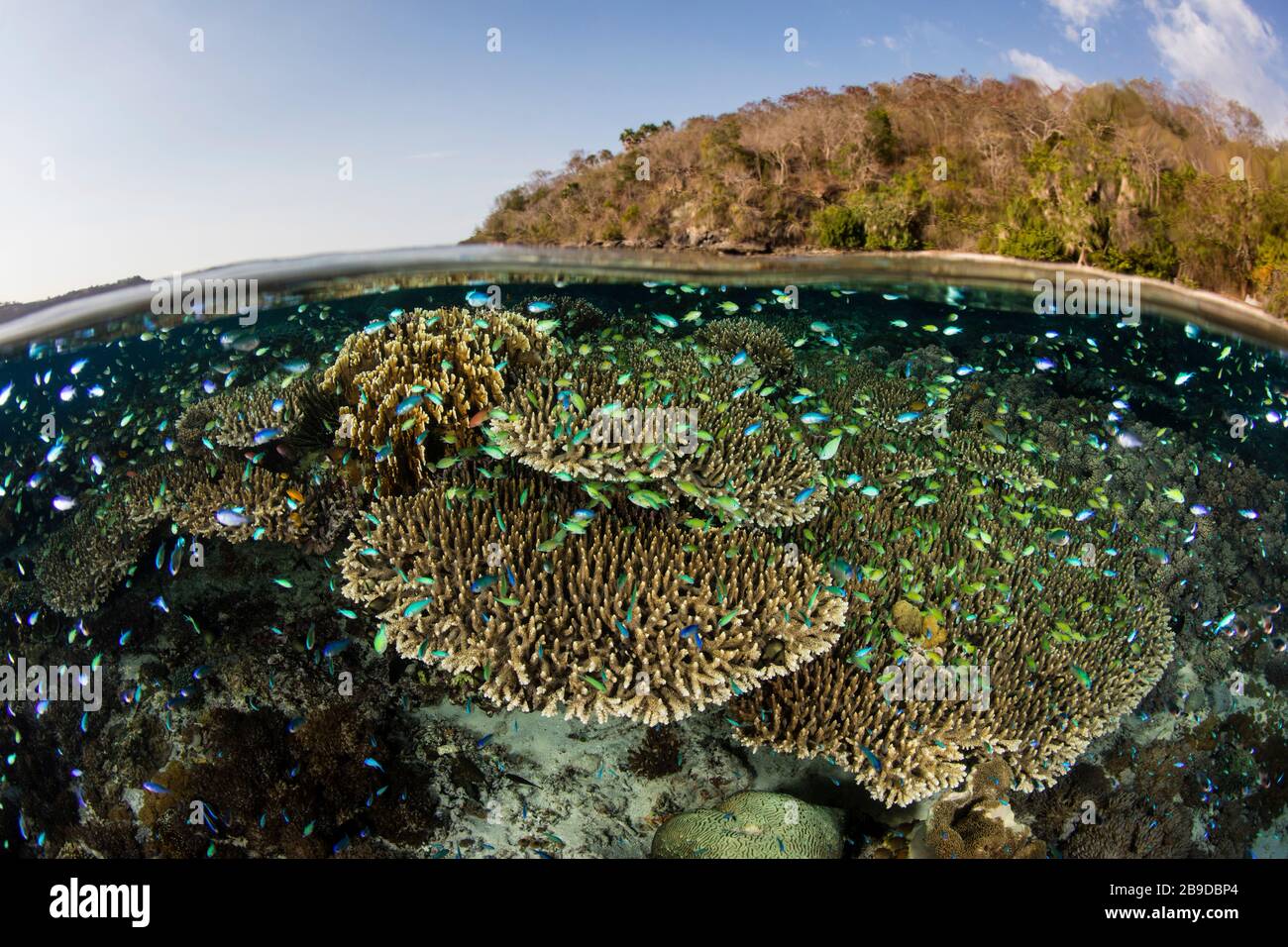 Ein wunderschönes Korallenriffe lebt im seichten Wasser im indonesischen Bandasee. Stockfoto