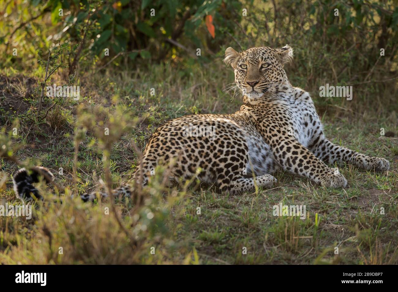 Das Bild des Leoparden (Panthera pardus), der im Savanah, Kenia, Masai Mara National Park liegt - Stockfoto
