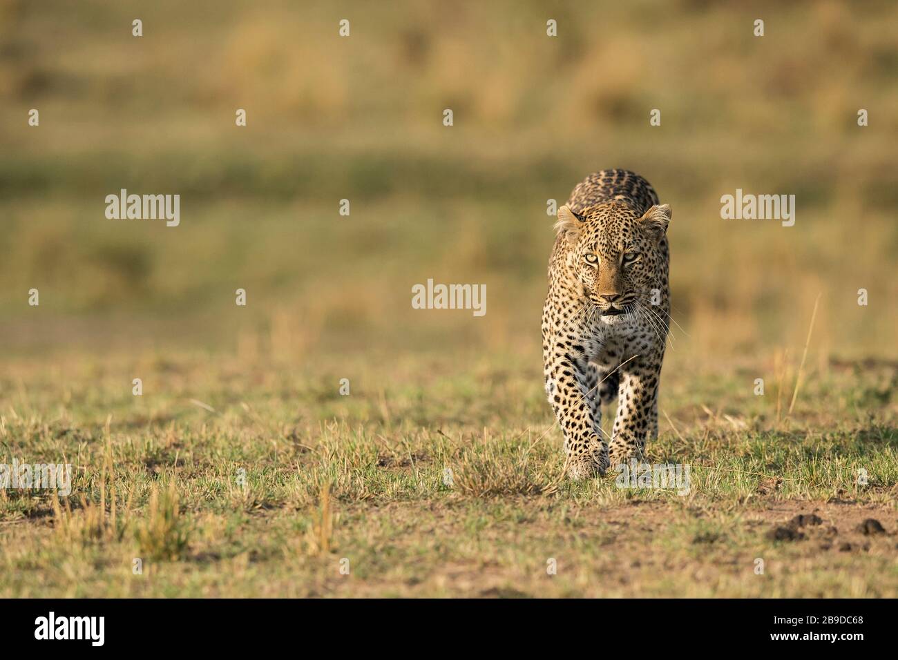 Das Bild des Leoparden (Panthera pardus) in Kenia, Masai Mara National Park - Stockfoto