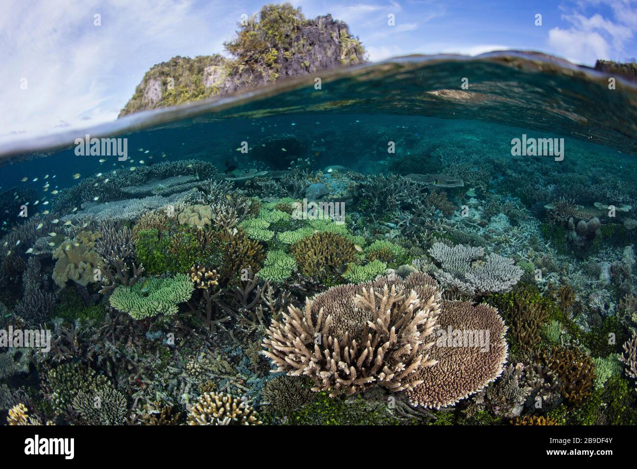 In Raja Ampat, Indonesien, lebt ein gesundes und wunderschönes Korallenriffe im Flachwasser. Stockfoto