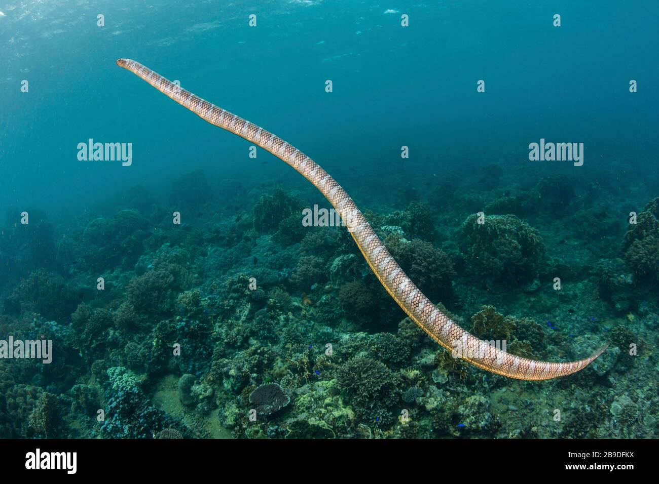 Ein schwarz gebänderter Seekrait, Laticauda semifasciata, in der Bandasee, Indonesien. Stockfoto
