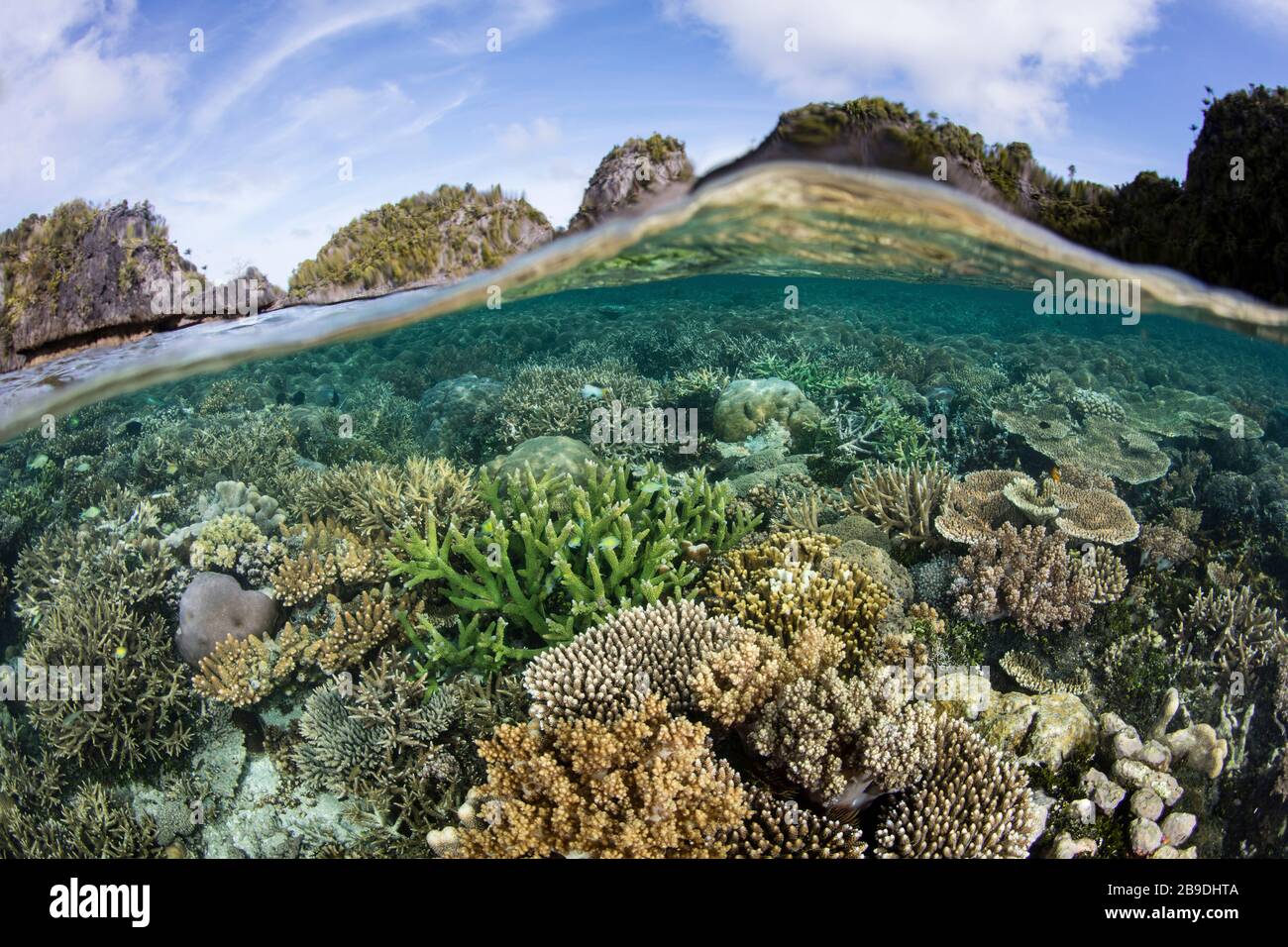 In Raja Ampat, Indonesien, lebt ein gesundes und wunderschönes Korallenriffe im Flachwasser. Stockfoto