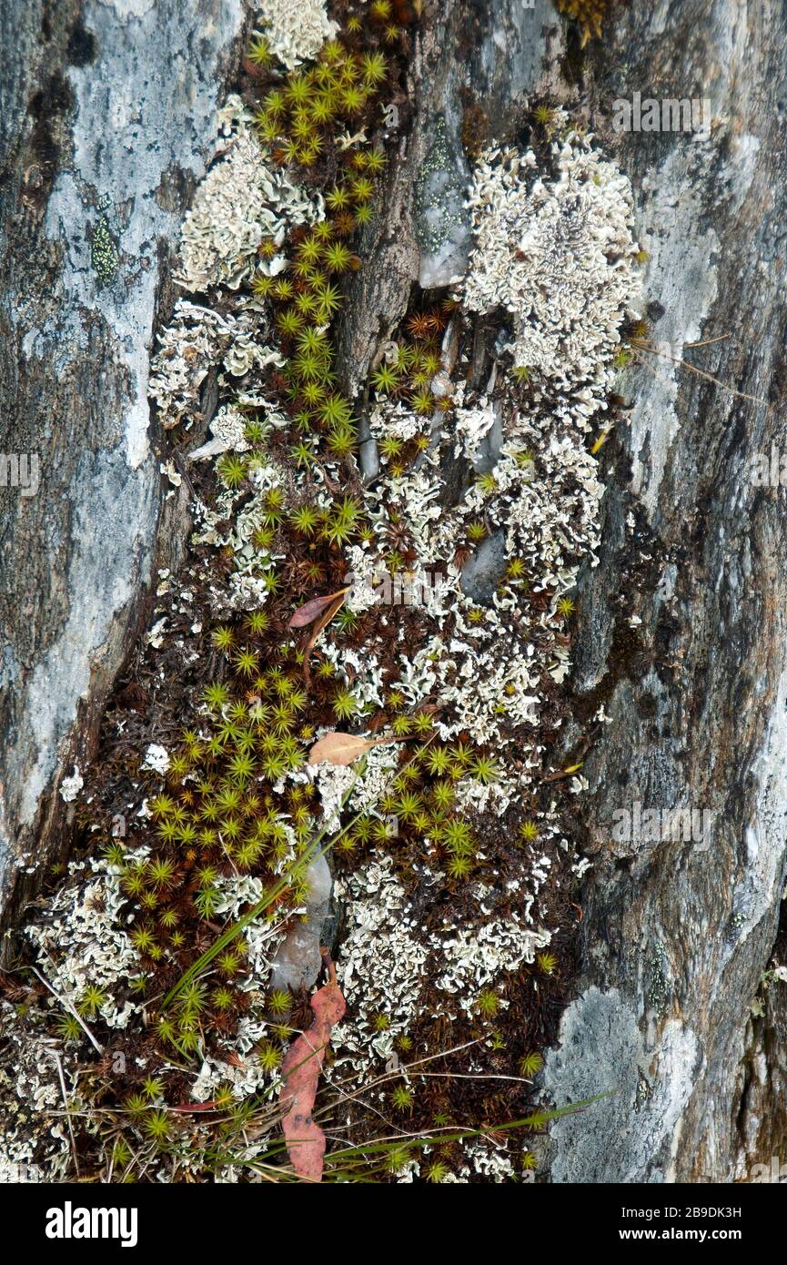 Cradle Mountain Australien, Moos und Pflanzen, die im Baumstamm leben Stockfoto