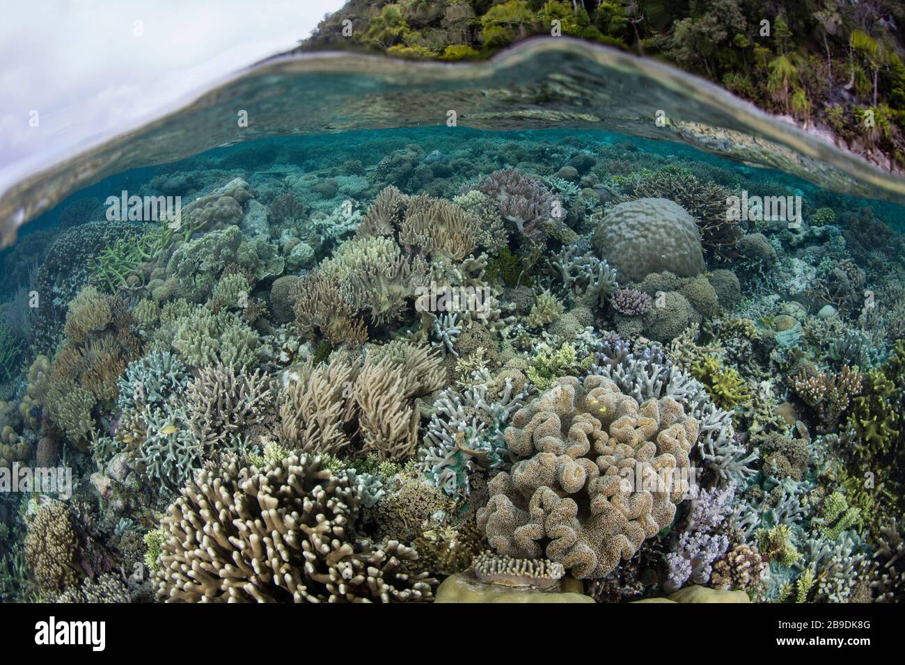 In Raja Ampat, Indonesien, lebt ein gesundes und wunderschönes Korallenriffe im Flachwasser. Stockfoto