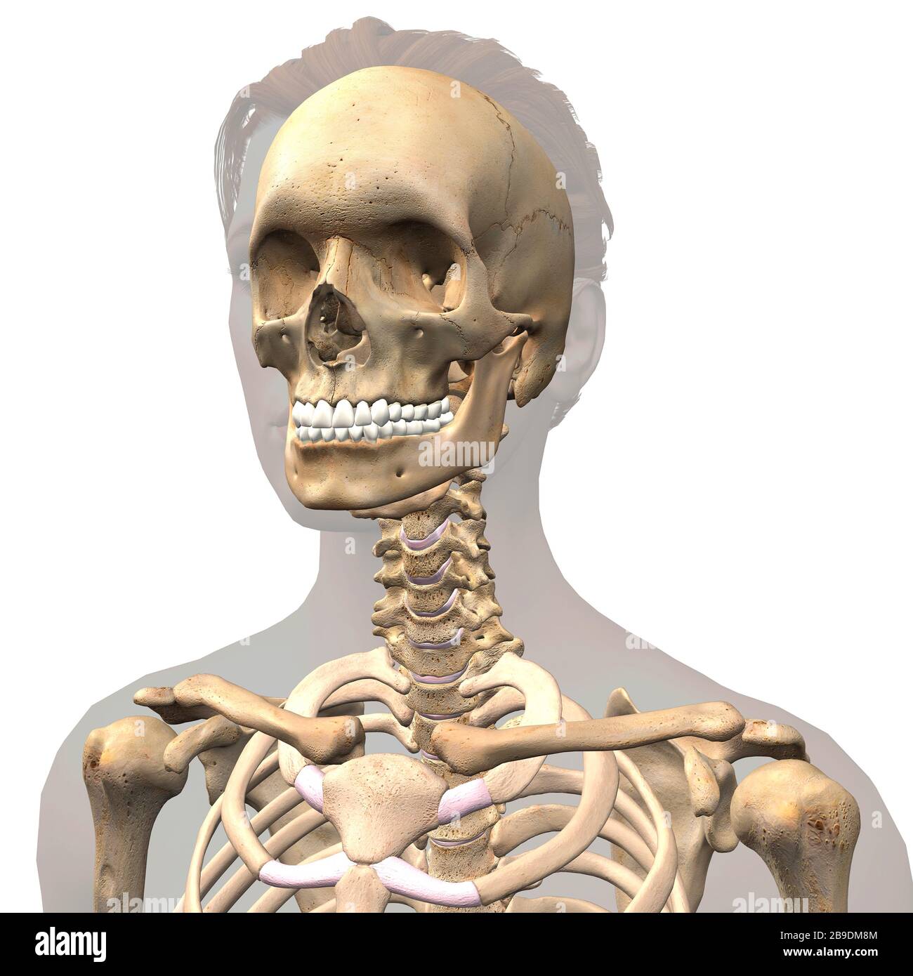 3D-Darstellung von Schädel, Schultern und Wirbelsäule innerhalb des grauen Umrisses. Stockfoto