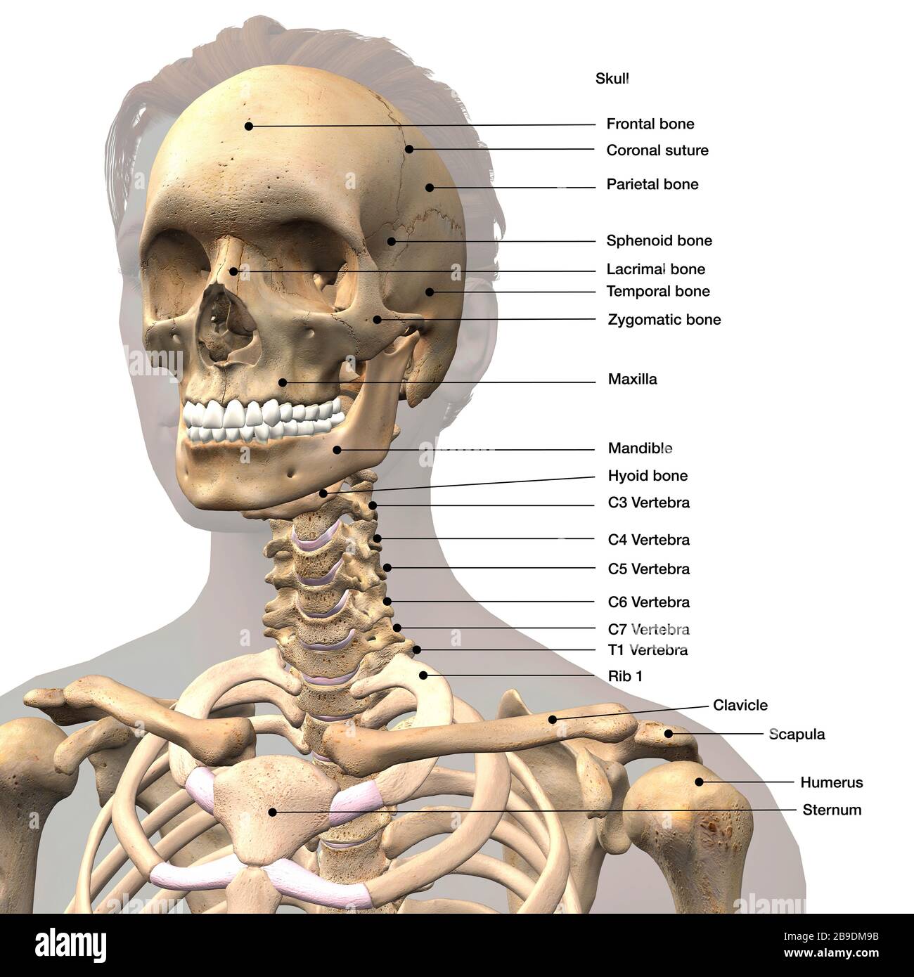 Beschriftete medizinische Darstellung von Schädel, Schultern und Wirbelsäule für Frauen. Stockfoto