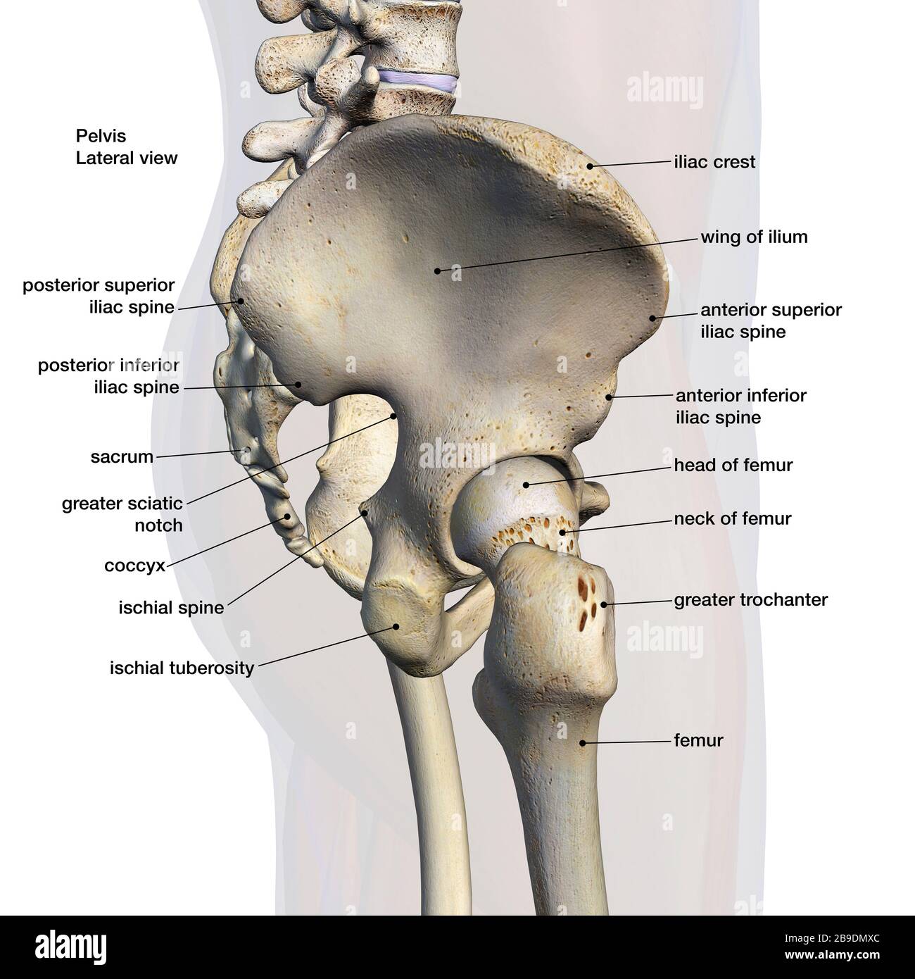 Seitenansicht der männlichen Becken-, Hüft- und Beinknochen auf weißem Hintergrund. Stockfoto