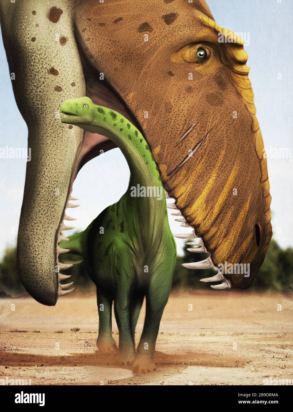 Ein junger Argentinosaurus, der gerade von einem Giganotosaurus gefressen wird. Stockfoto