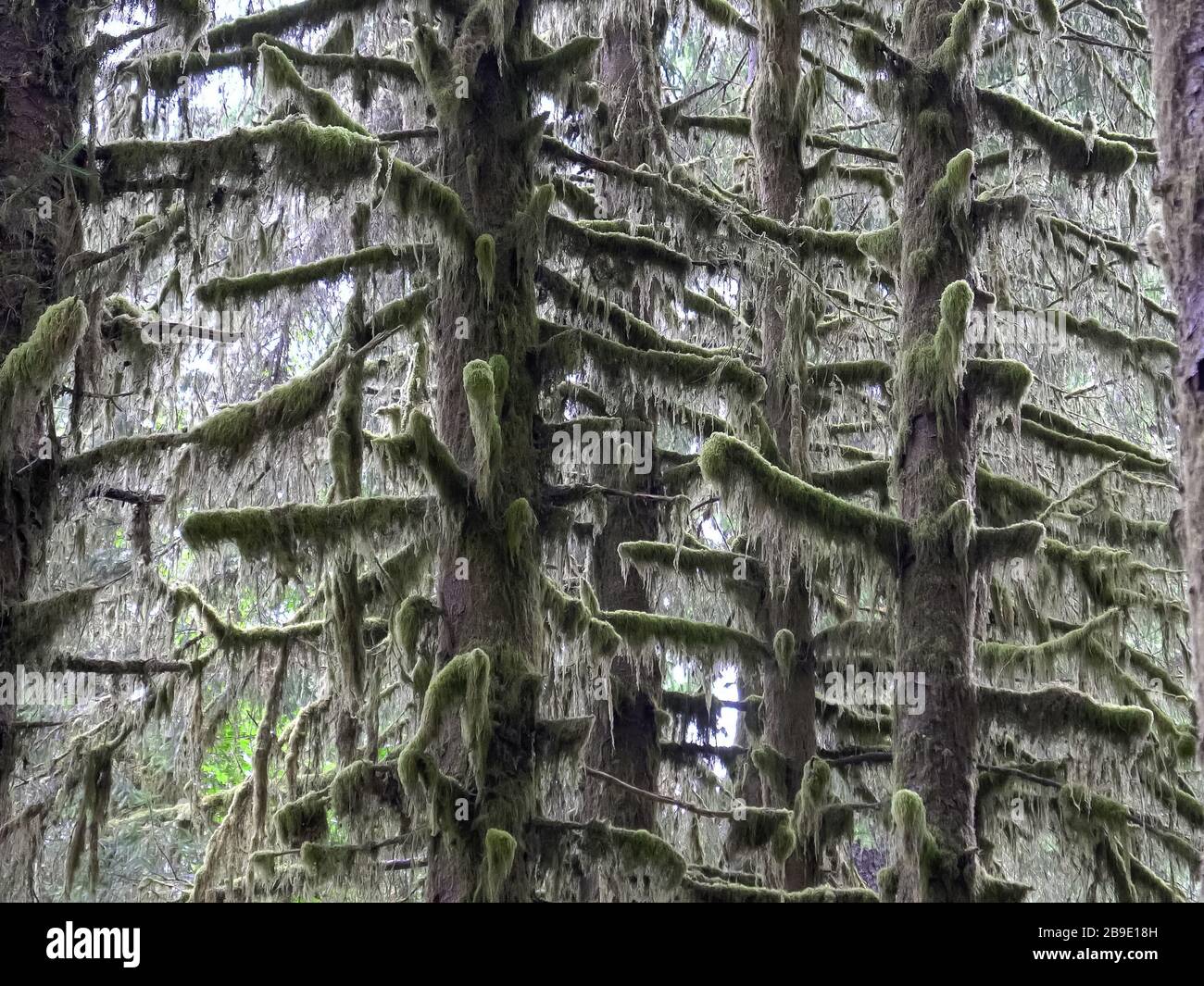 Bei hoher Regenwaldfläche verzweigt sich der Fichtenbaum mit Moos Stockfoto