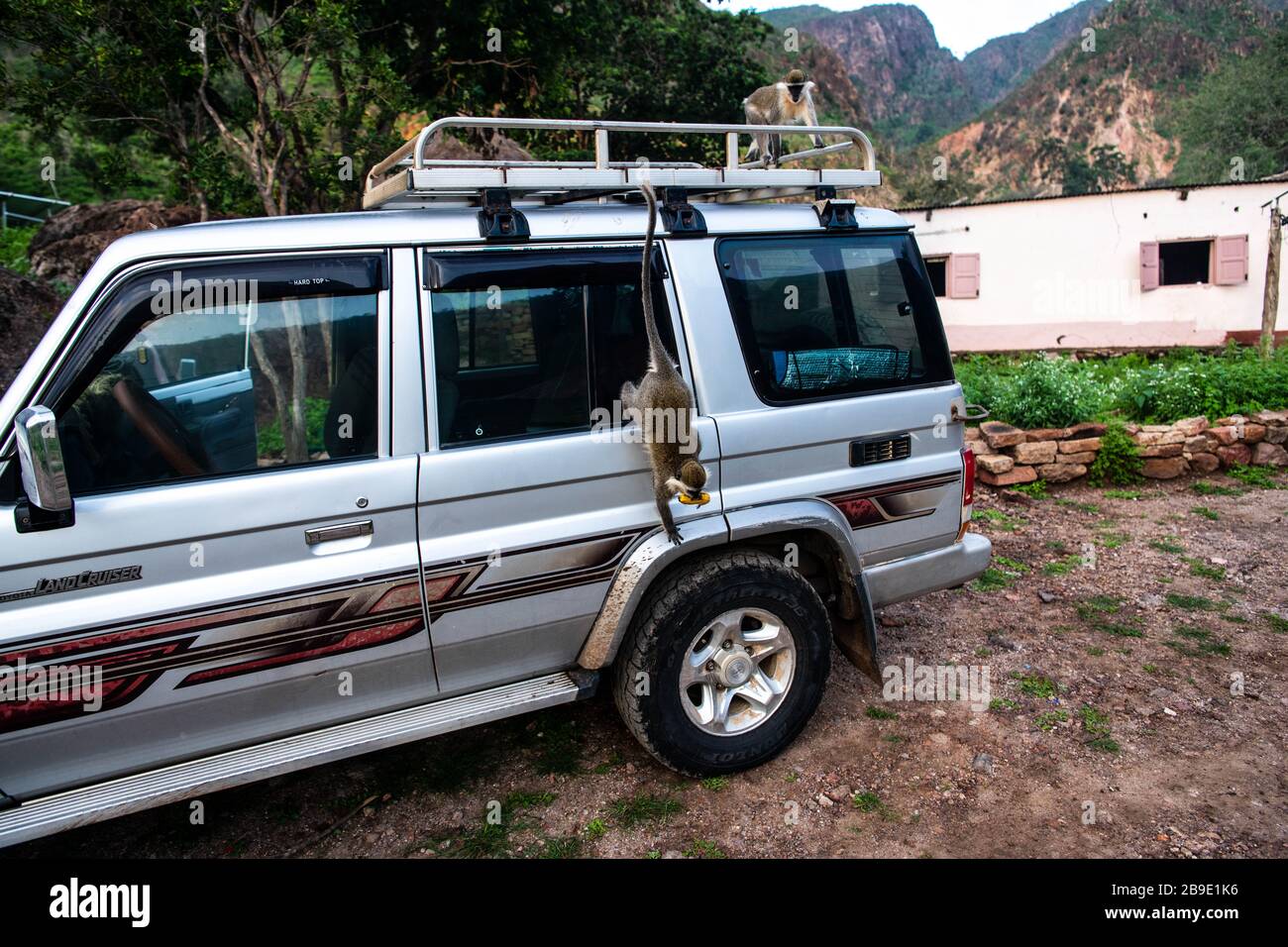 Afrika, Dschibuti, bankouale. Ein Affe fährt ein Auto mit einer Banane im Mund hinunter Stockfoto