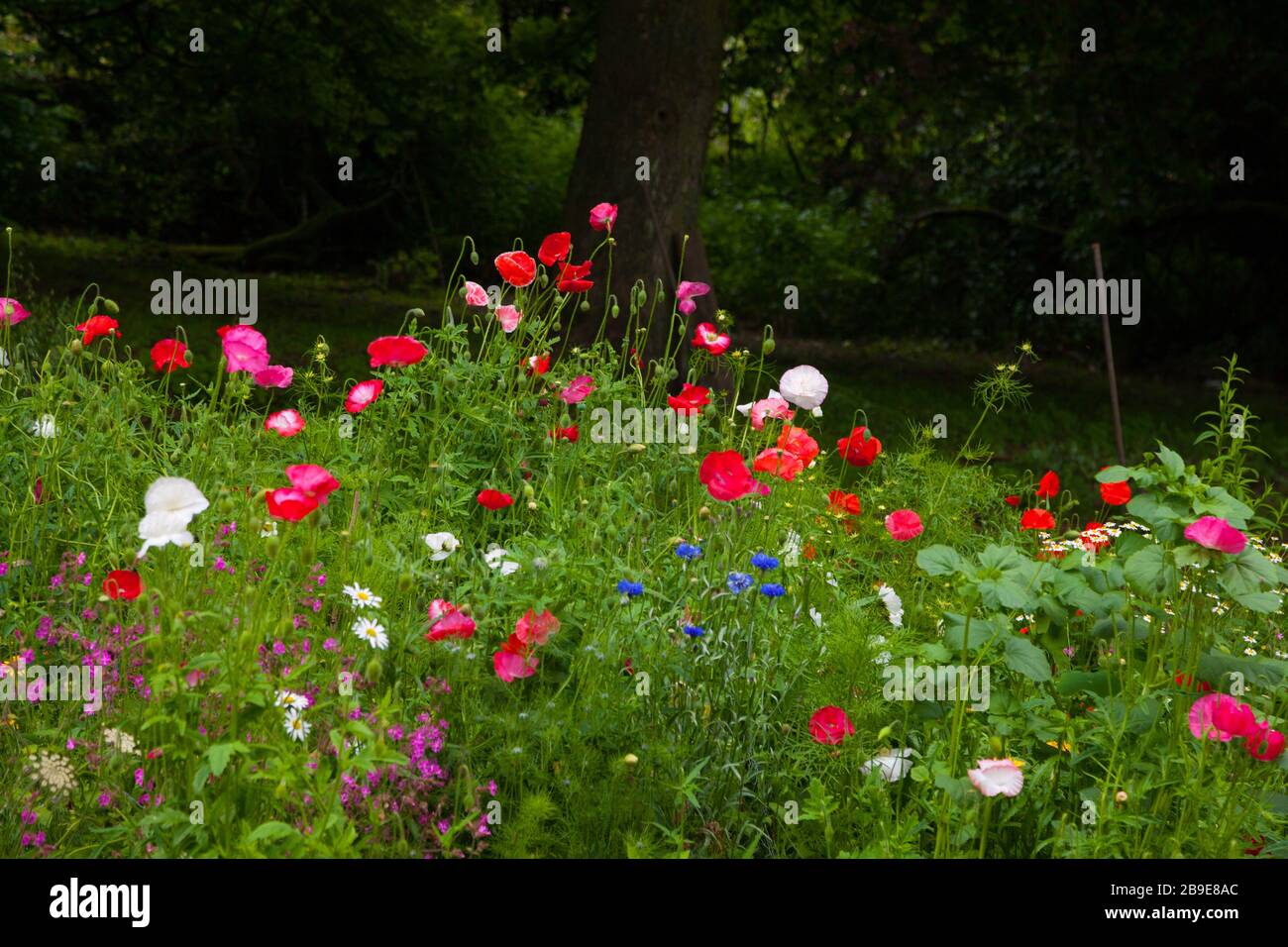 Wilde Blumen in einem schottischen Garten Stockfoto