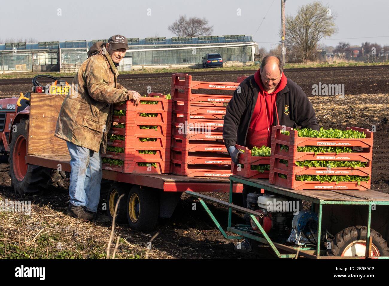 Tarleton, Lancashire. März 2020. Wetter im Vereinigten Königreich; Morgen im Kalten Frühling, wenn die Anpflanzung von Eisbergsalat in Gang kommt. Traditionell ist "The Salat Bowl of Lancashire" eine sehr fruchtbare Region, ein großer Arbeitgeber von Wanderarbeitern aus der EU. In diesem Jahr nach dem Brexit erwarten die Landwirte einen Einbruch in diesen Sommer, da vorübergehend agrarische Immigranten zur Unterstützung der Gemüseernte eingesetzt werden. Die gepflanzten Salben werden dann mit landwirtschaftlichem Vlies bedeckt, um sie vor Fäusten zu schützen. Kredit; MediaWorldImages/AlamyLiveNews Stockfoto