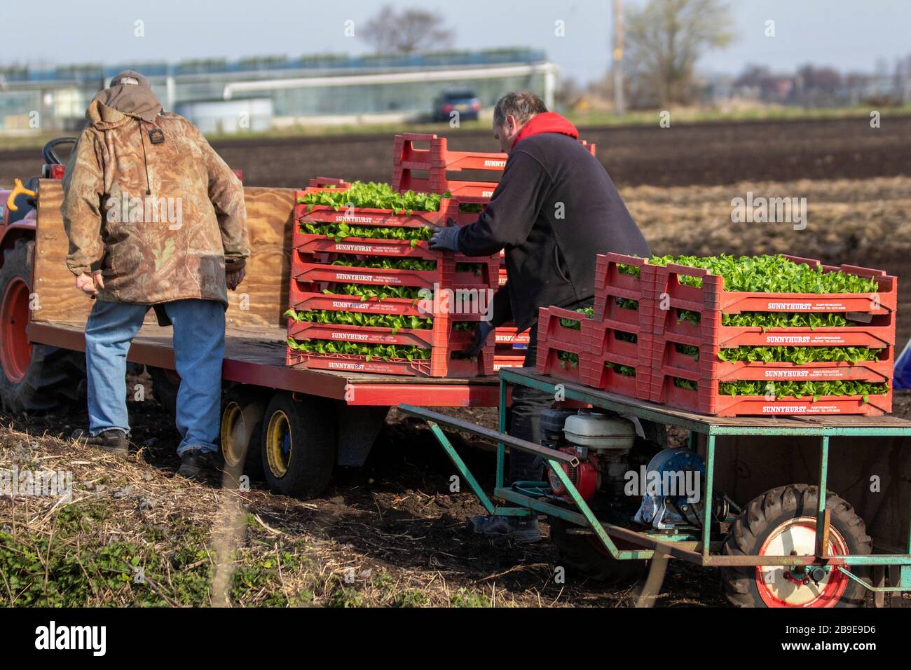 Tarleton, Lancashire. März 2020. Wetter im Vereinigten Königreich; Morgen im Kalten Frühling, wenn die Anpflanzung von Eisbergsalat in Gang kommt. Traditionell ist "The Salat Bowl of Lancashire" eine sehr fruchtbare Region, ein großer Arbeitgeber von Wanderarbeitern aus der EU. In diesem Jahr nach dem Brexit erwarten die Landwirte einen Einbruch in diesen Sommer, da vorübergehend agrarische Immigranten zur Unterstützung der Gemüseernte eingesetzt werden. Die gepflanzten Salben werden dann mit landwirtschaftlichem Vlies bedeckt, um sie vor Fäusten zu schützen. Kredit; MediaWorldImages/AlamyLiveNews Stockfoto