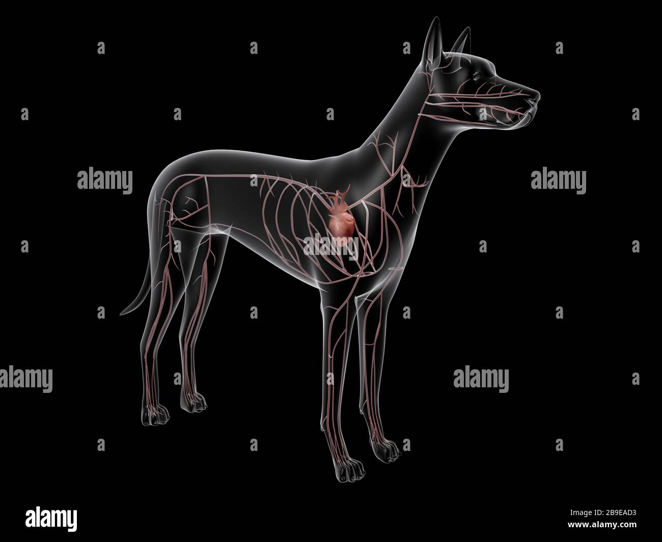 Kreislaufsystem eines Hundes, Röntgenansicht. Stockfoto