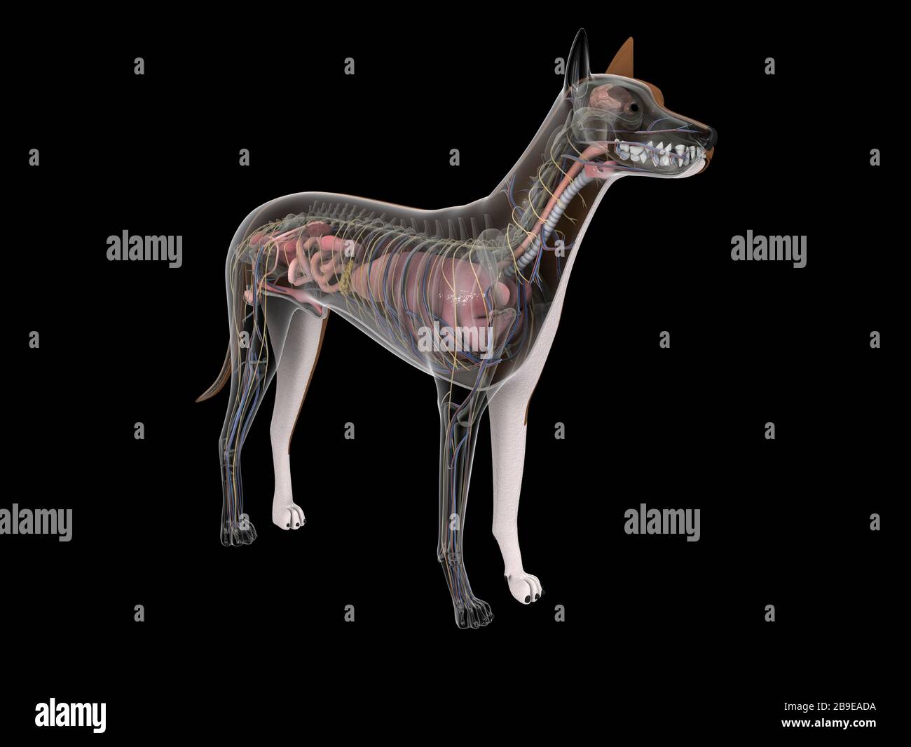 Hund anatomie -Fotos und -Bildmaterial in hoher Auflösung – Alamy