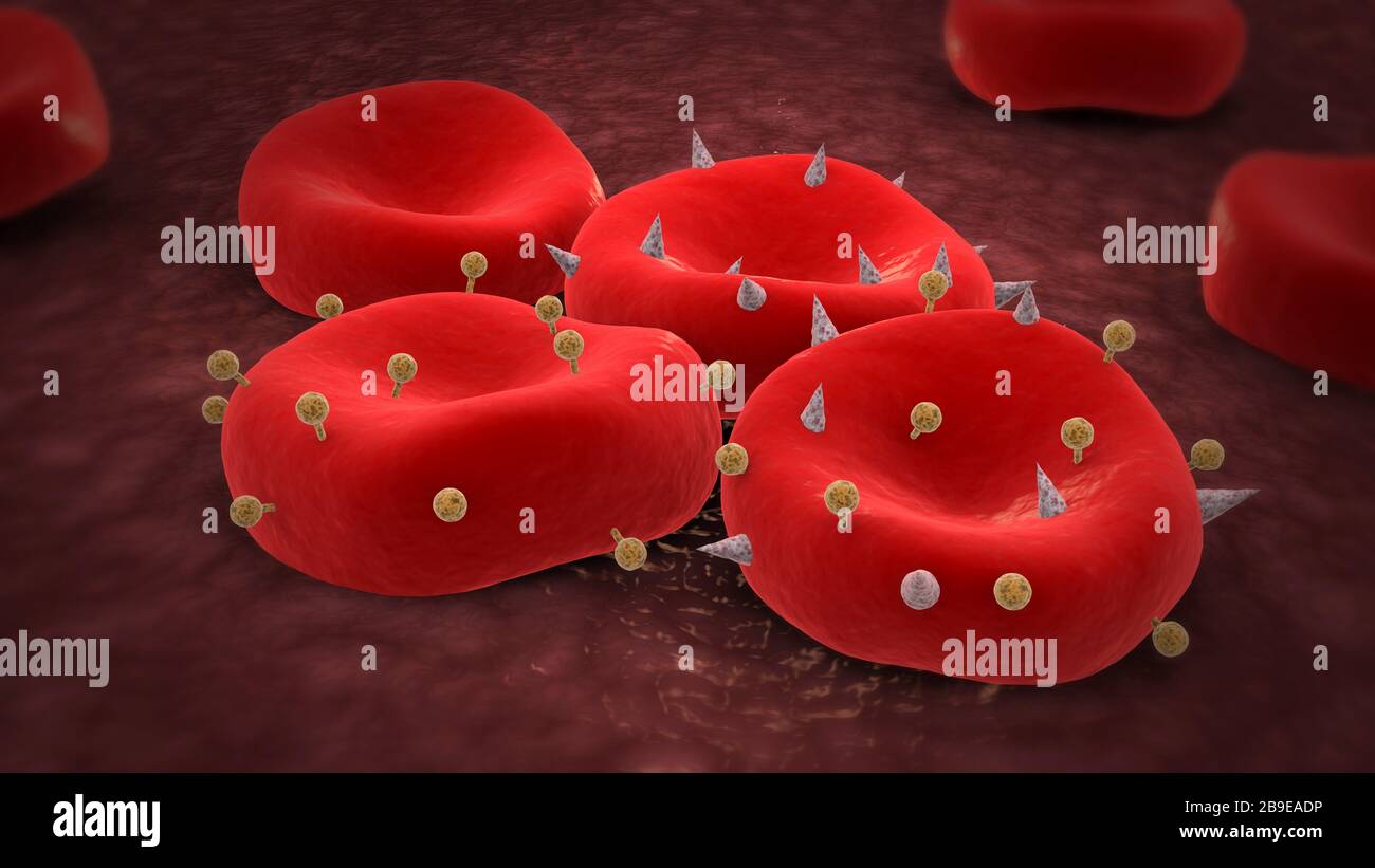 Rote Blutkörperchen mit Antigenen. Stockfoto