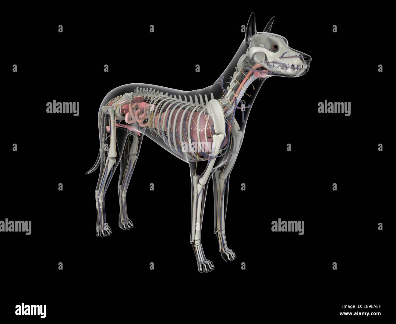 Hundeanatomie mit inneren Organen und Skelettstruktur. Stockfoto