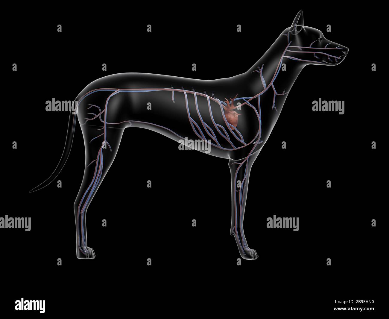 Kreislaufsystem eines Hundes, Röntgenseitensicht. Stockfoto