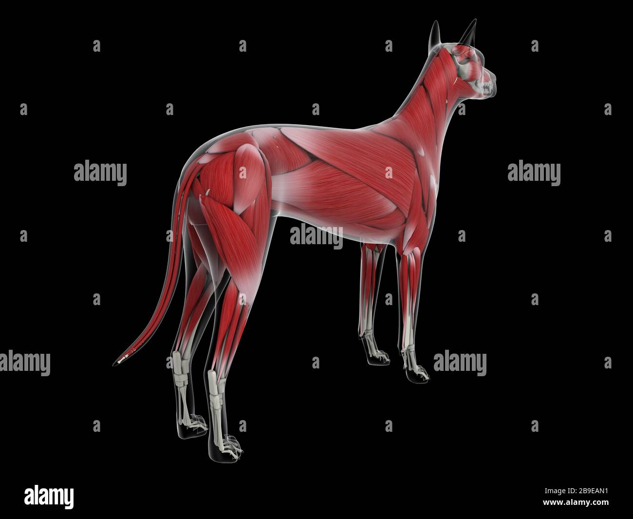 Muskelsystem eines Hundes, Rückansicht. Stockfoto