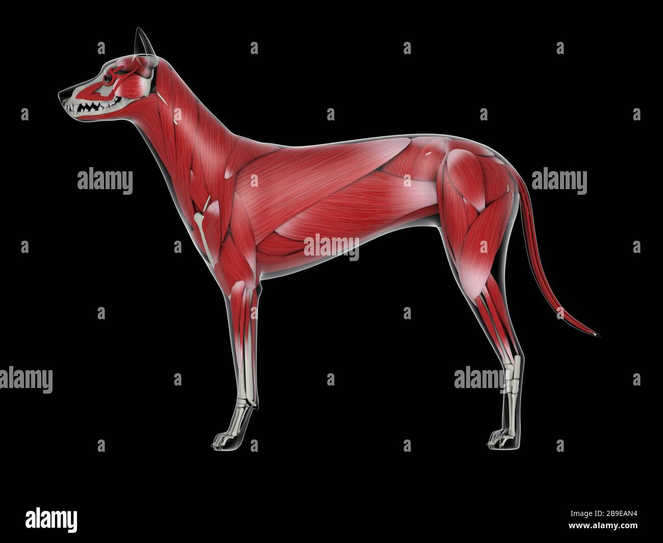 Muskuläres System eines Hundes, Seitenansicht. Stockfoto