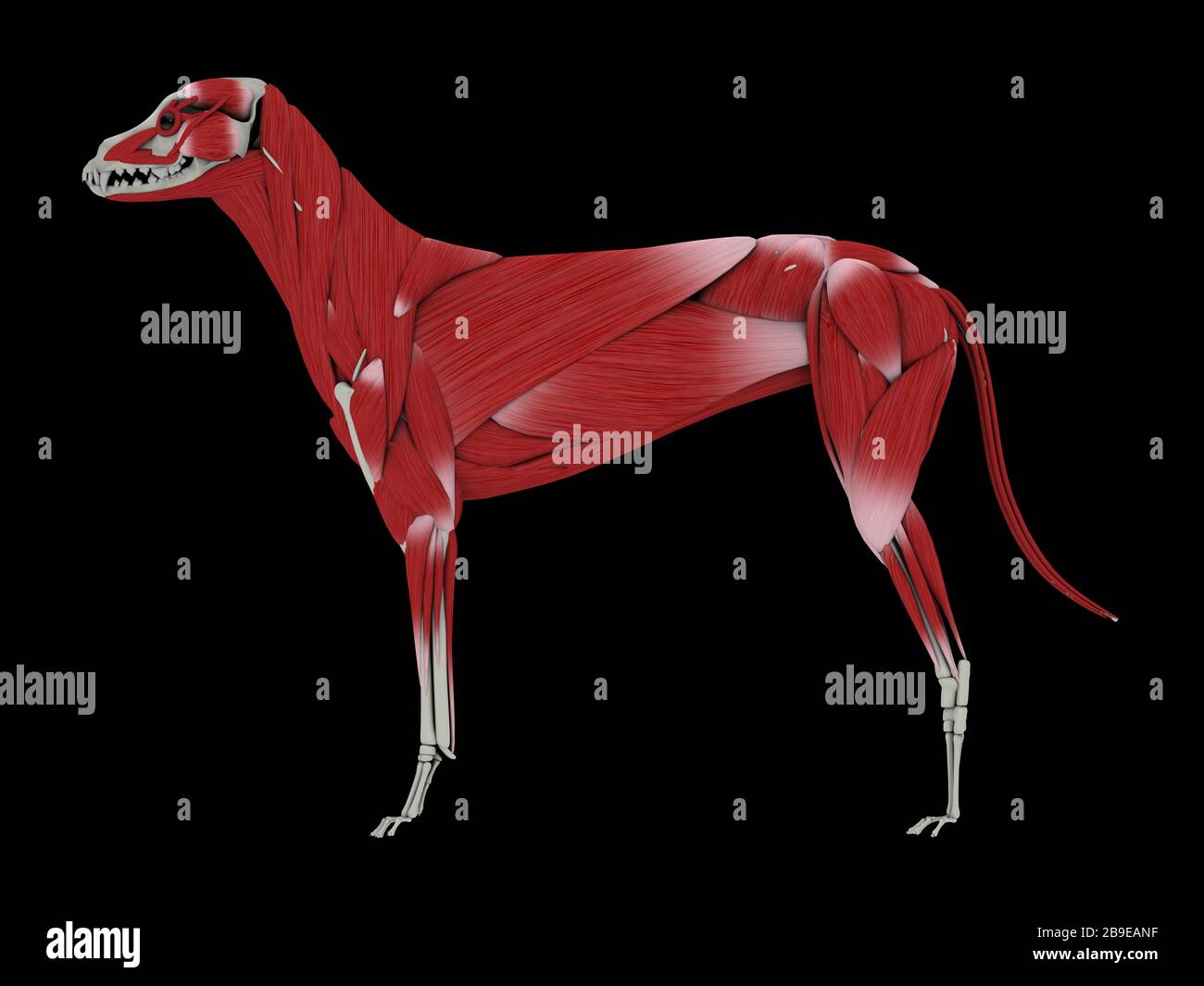 Muskuläres System eines Hundes, Seitenansicht. Stockfoto