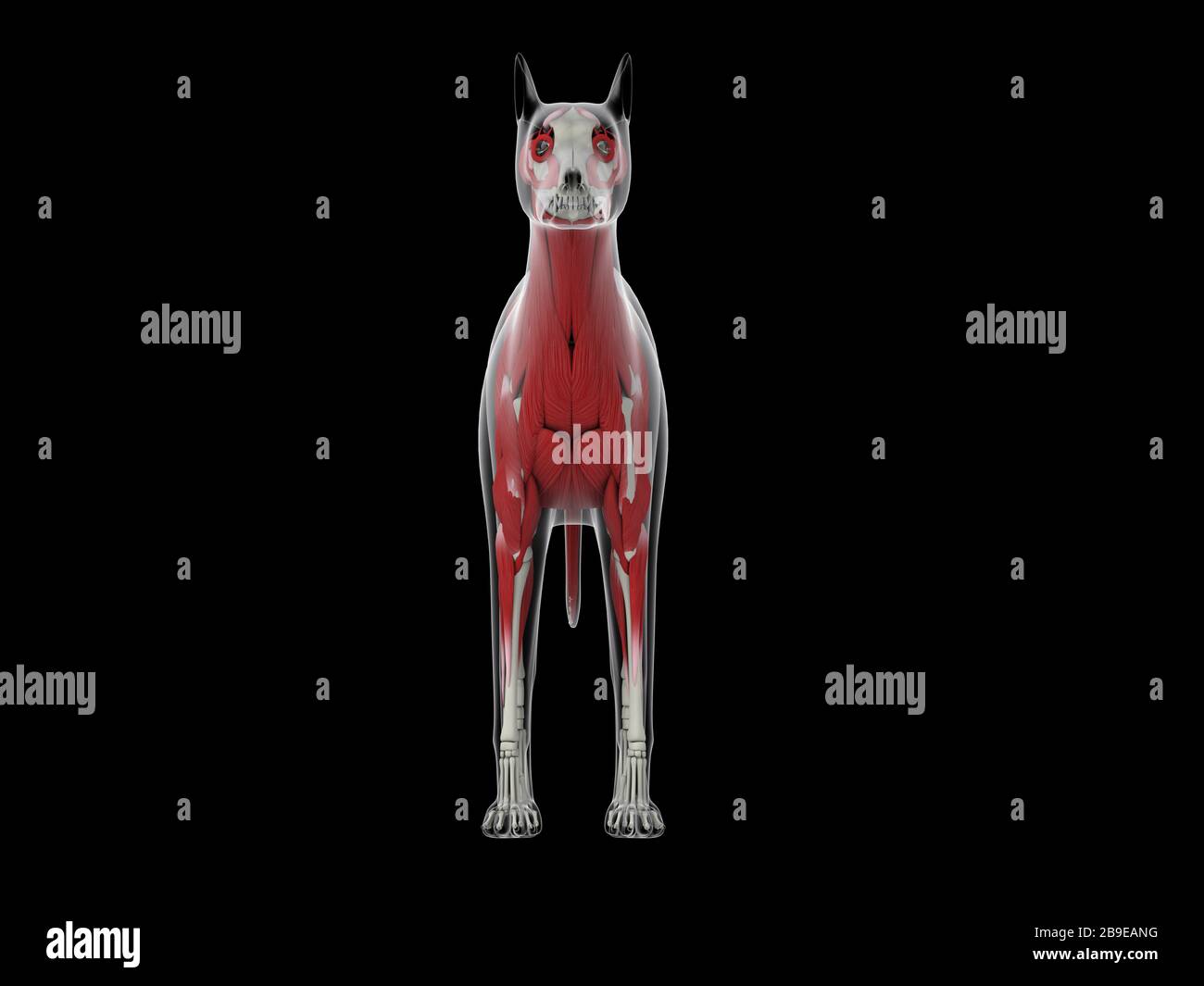 Muskuläres System eines Hundes, Vorderansicht. Stockfoto
