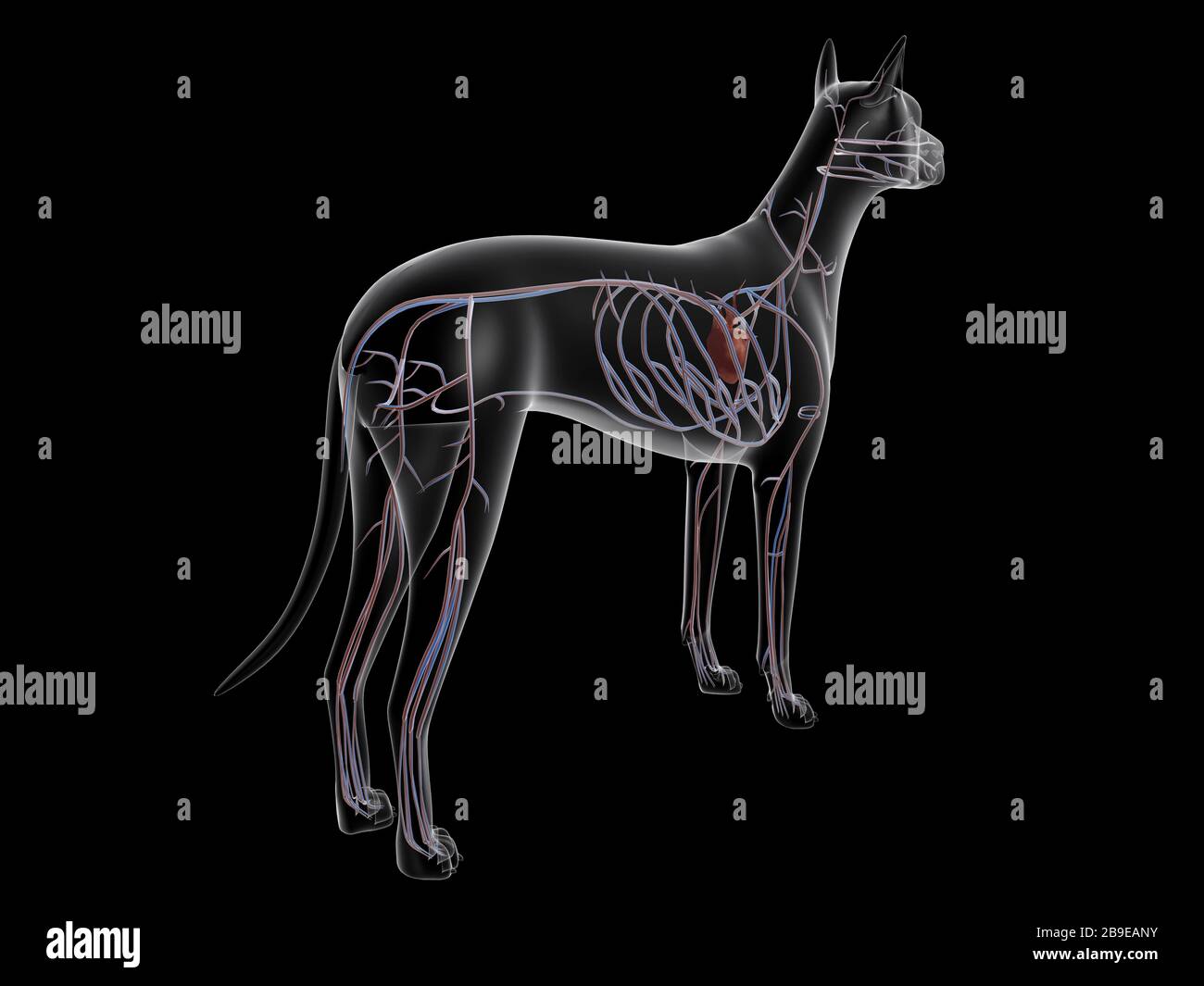 Kreislaufsystem eines Hundes, Röntgenhinteransicht. Stockfoto