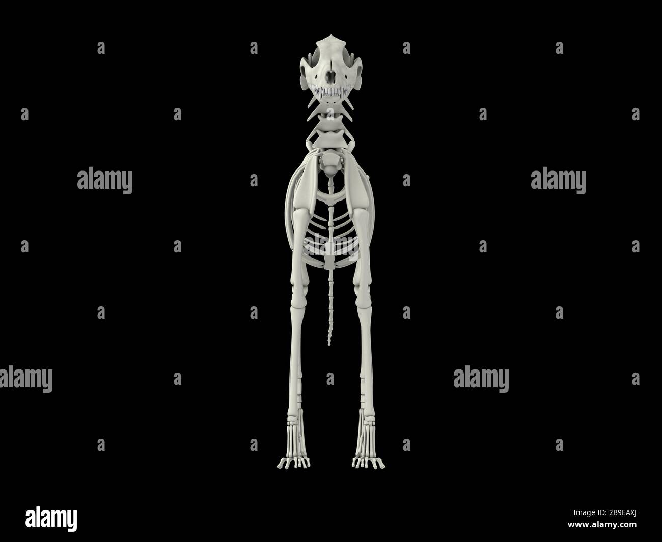 Skelettsystem eines Hundes, Vorderansicht. Stockfoto