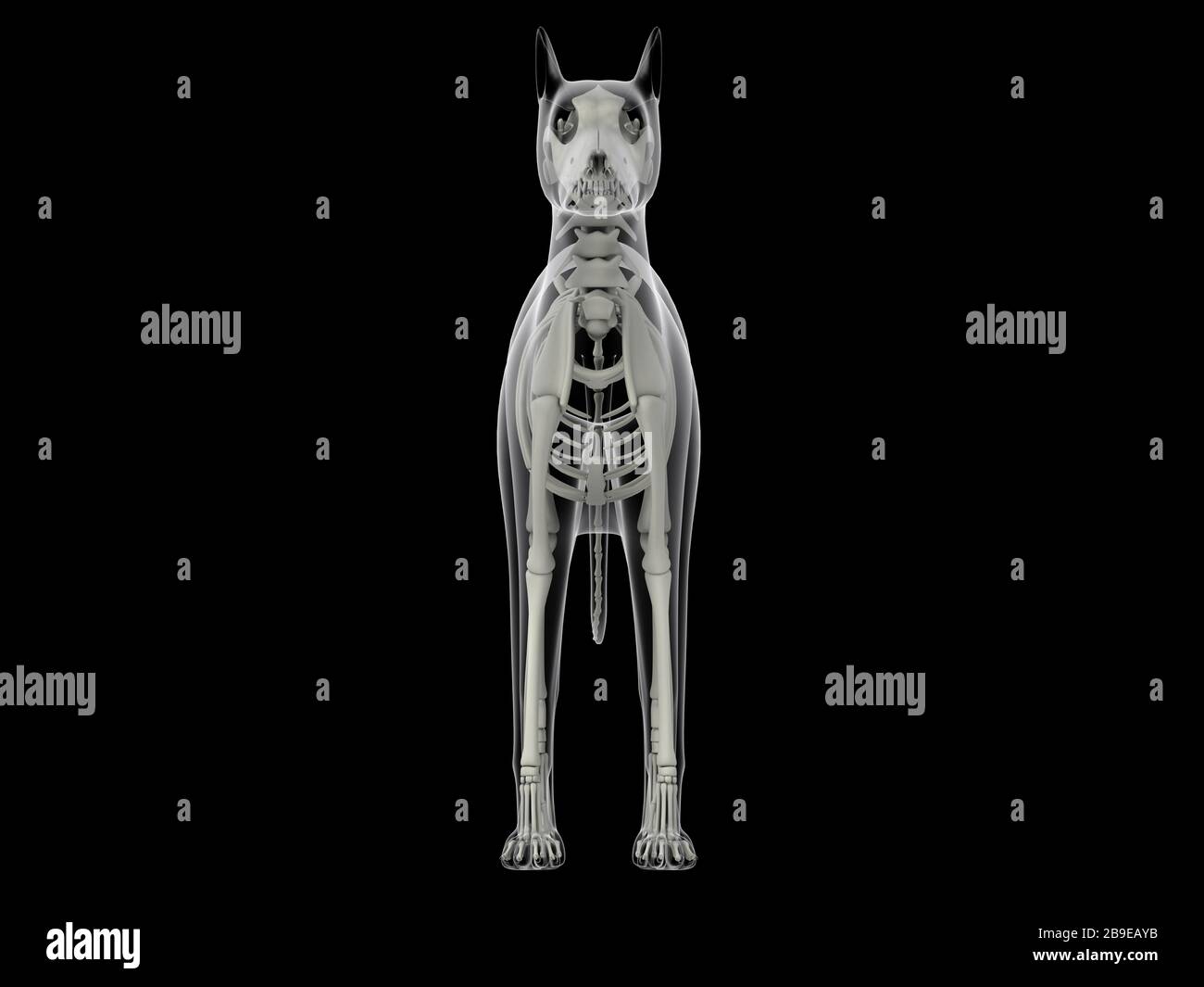 Skelettsystem eines Hundes, Röntgenfront. Stockfoto
